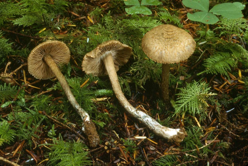 Inocybe hirsuta var. maxima